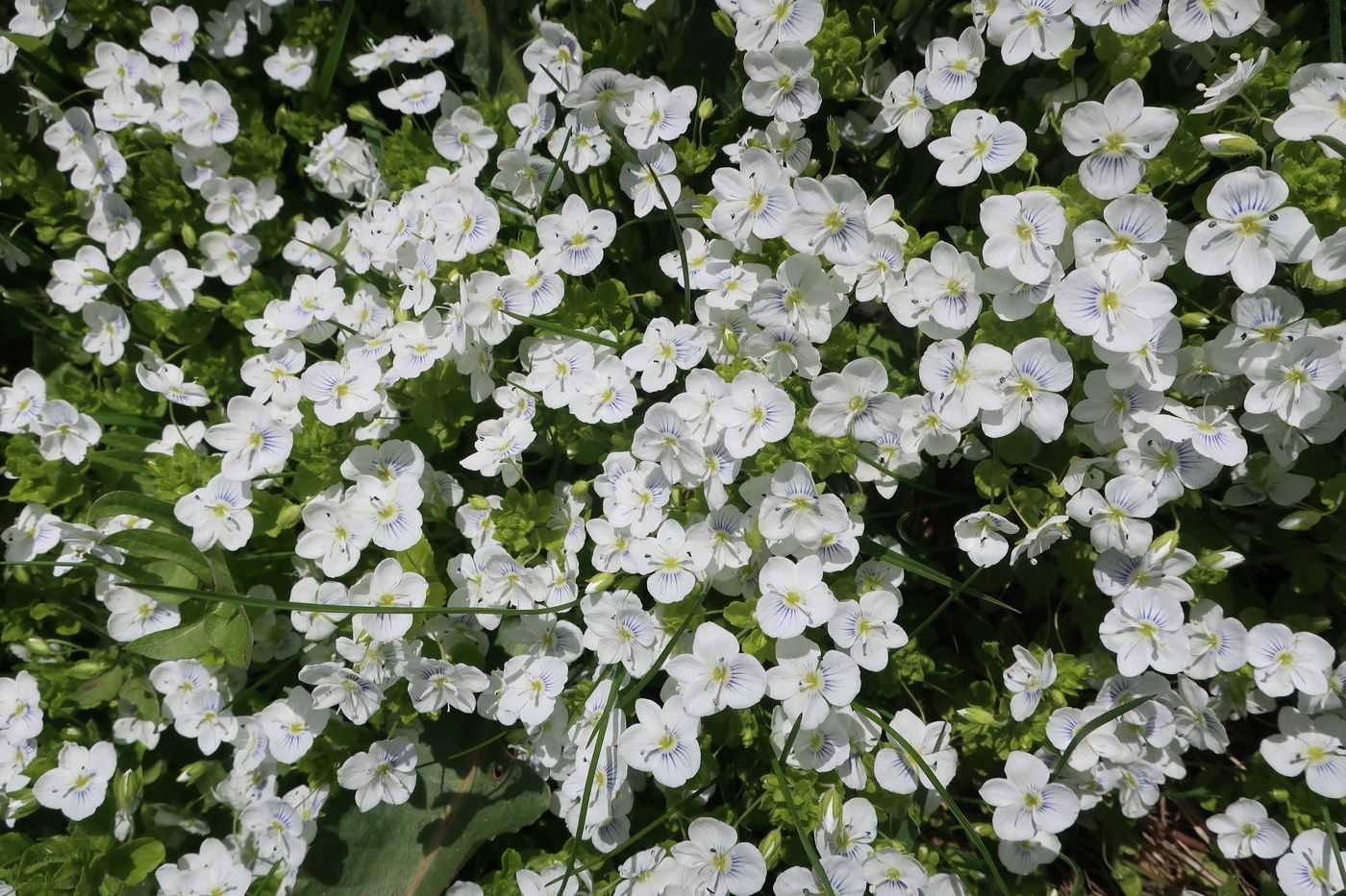 Image of Veronica filiformis specimen.