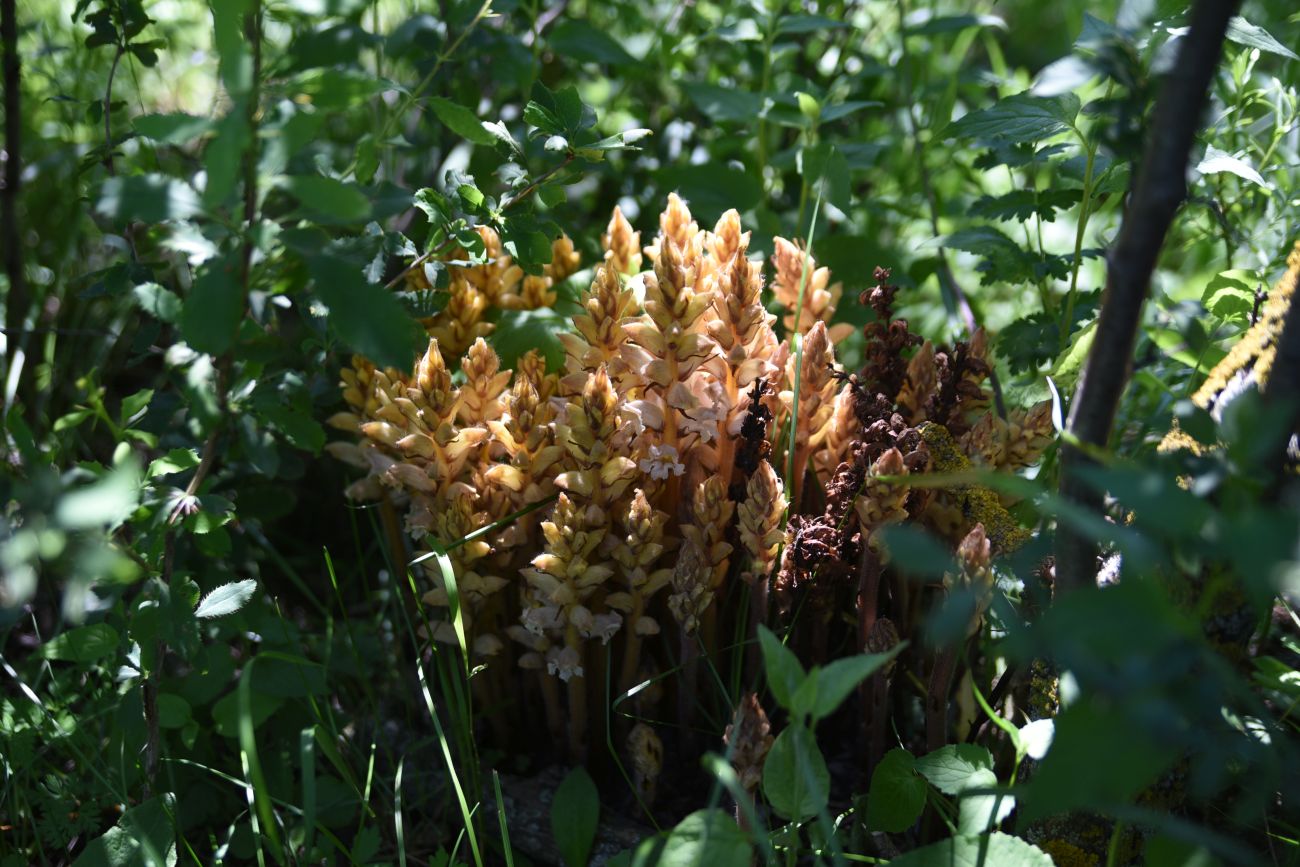 Изображение особи род Orobanche.