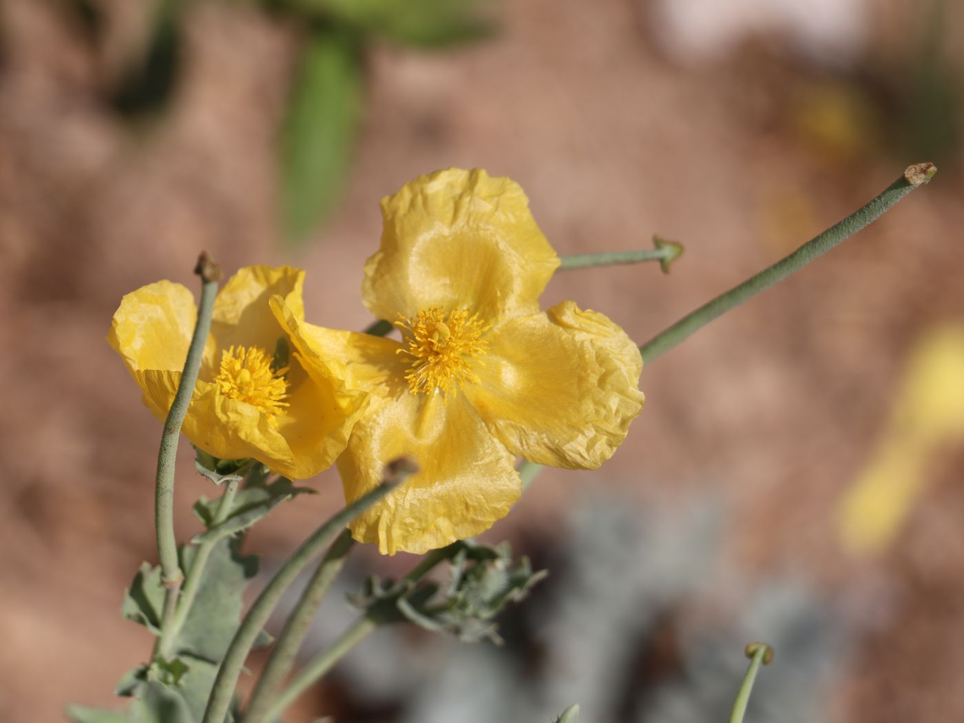 Image of Glaucium flavum specimen.