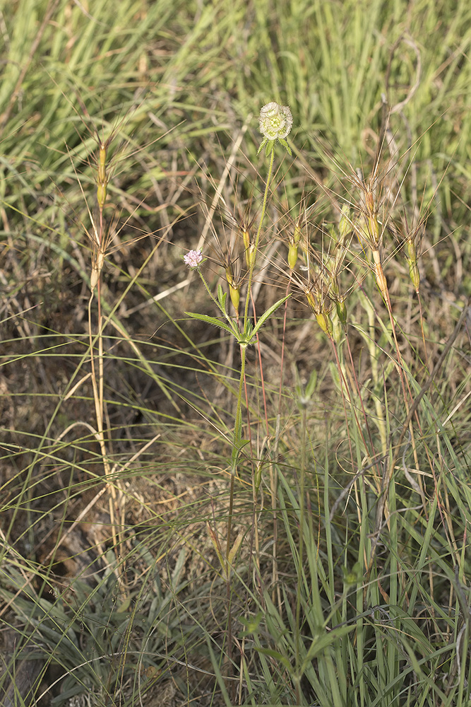 Image of Lomelosia micrantha specimen.