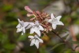 Abelia × grandiflora. Соцветие. Крым, городской округ Ялта, пгт Форос, парк. 25.09.2022.