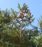 Chamaecyparis lawsoniana. Ветвь с шишками. Крым, Симферополь, ботсад университета. 1 ноября 2010 г.