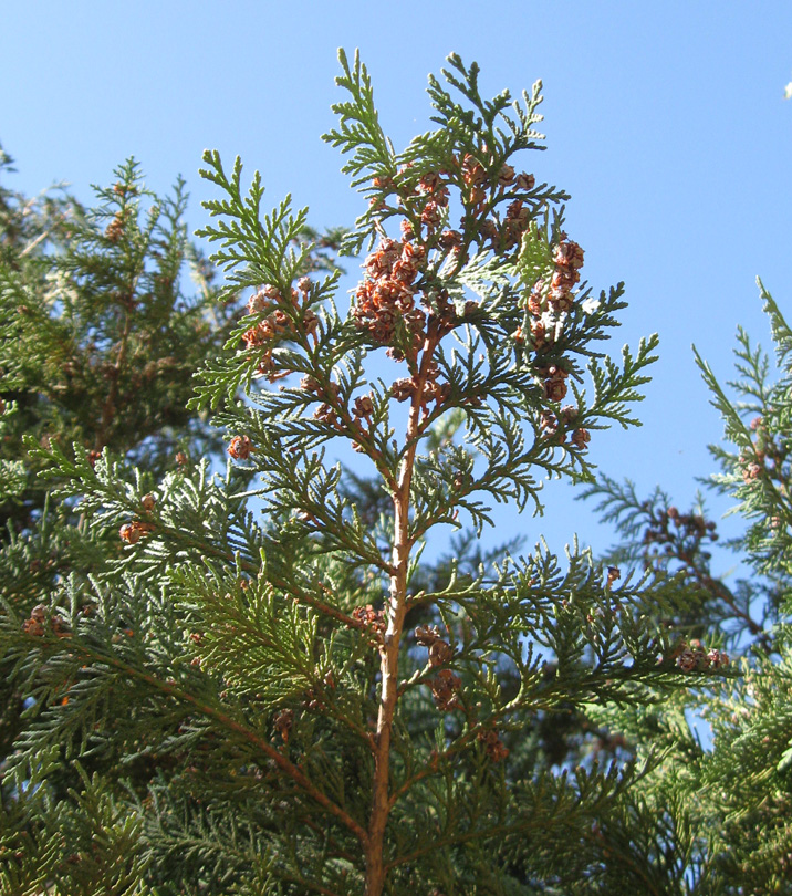 Image of Chamaecyparis lawsoniana specimen.