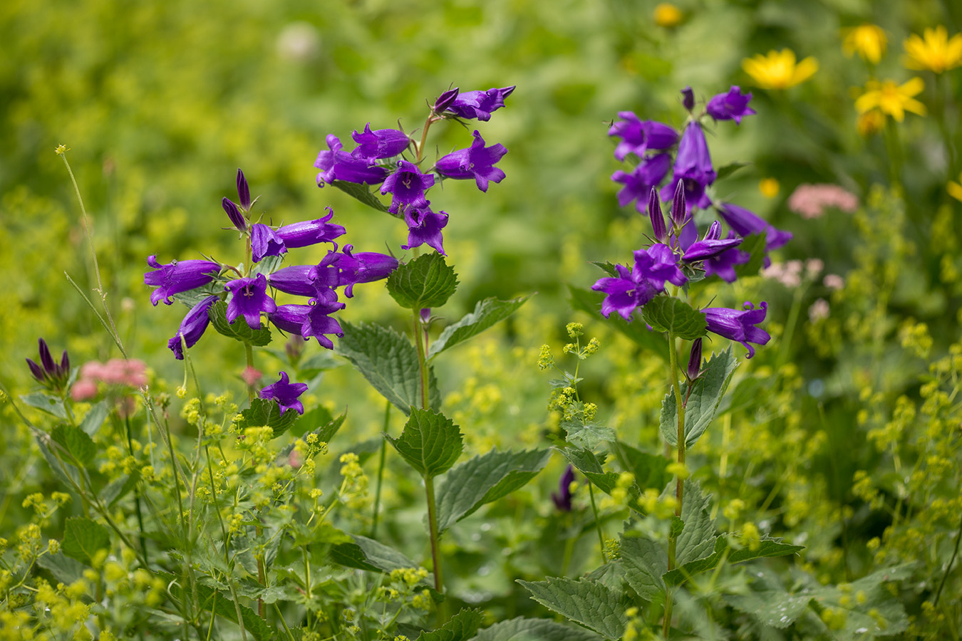 Изображение особи Campanula latifolia.