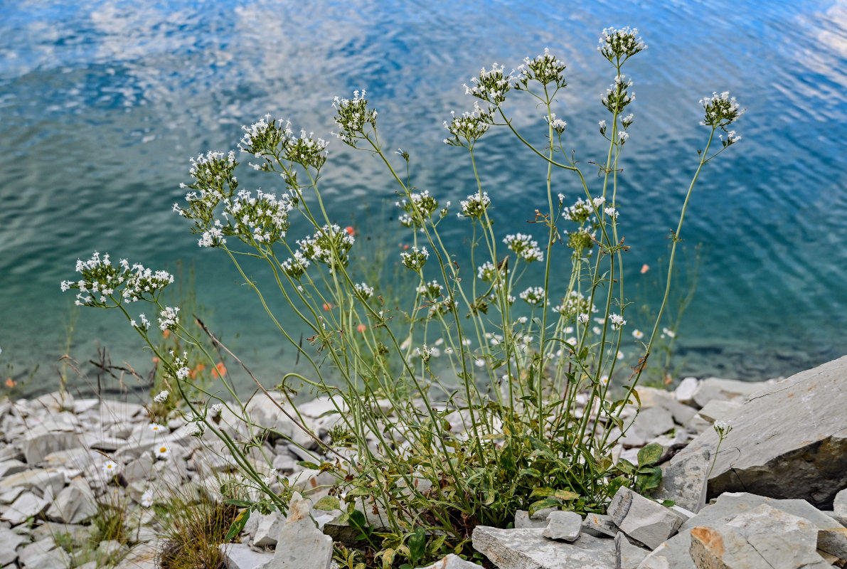 Image of Valeriana cardamines specimen.