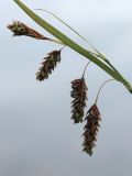 Carex paupercula