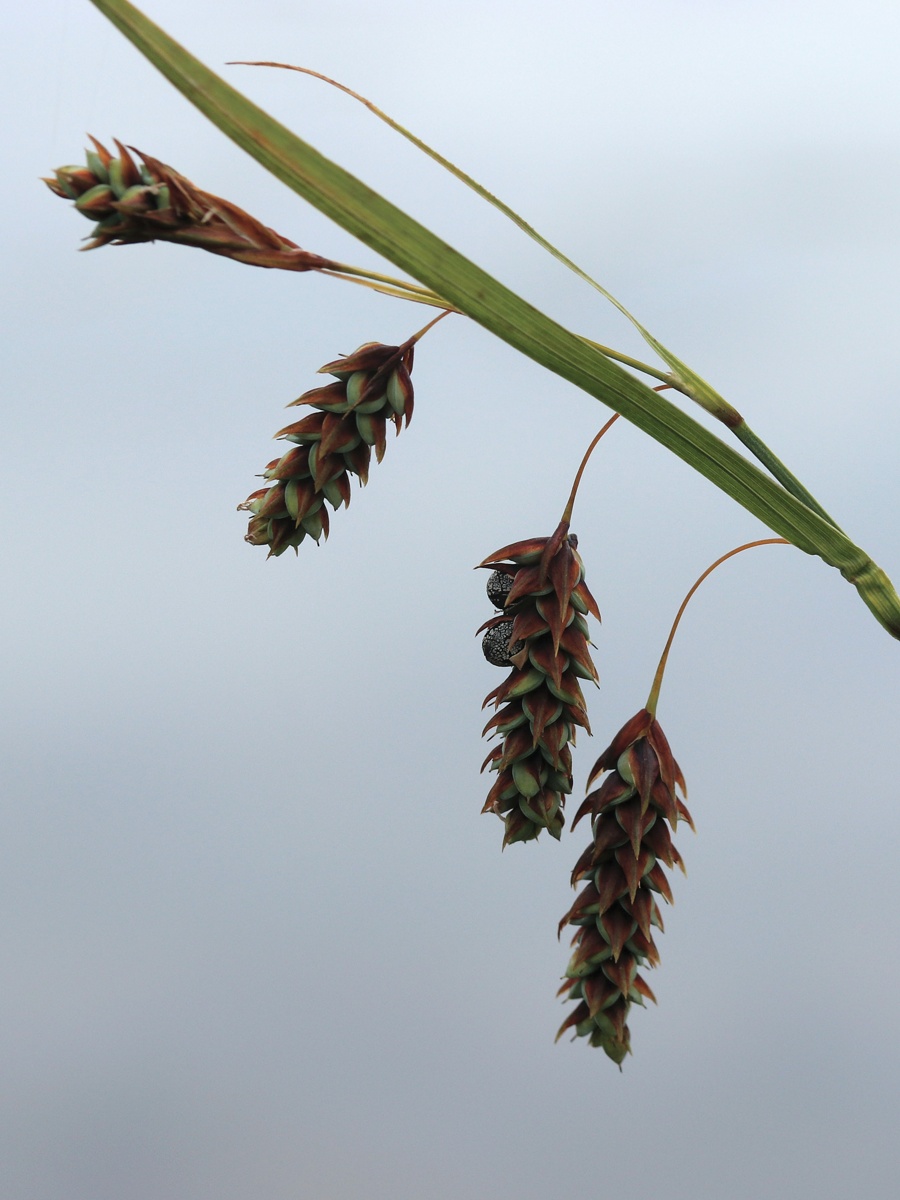 Изображение особи Carex paupercula.