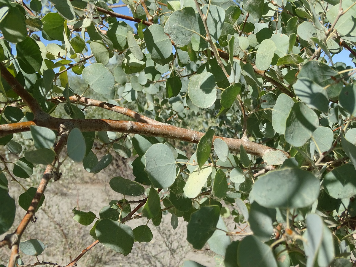 Изображение особи Populus pruinosa.