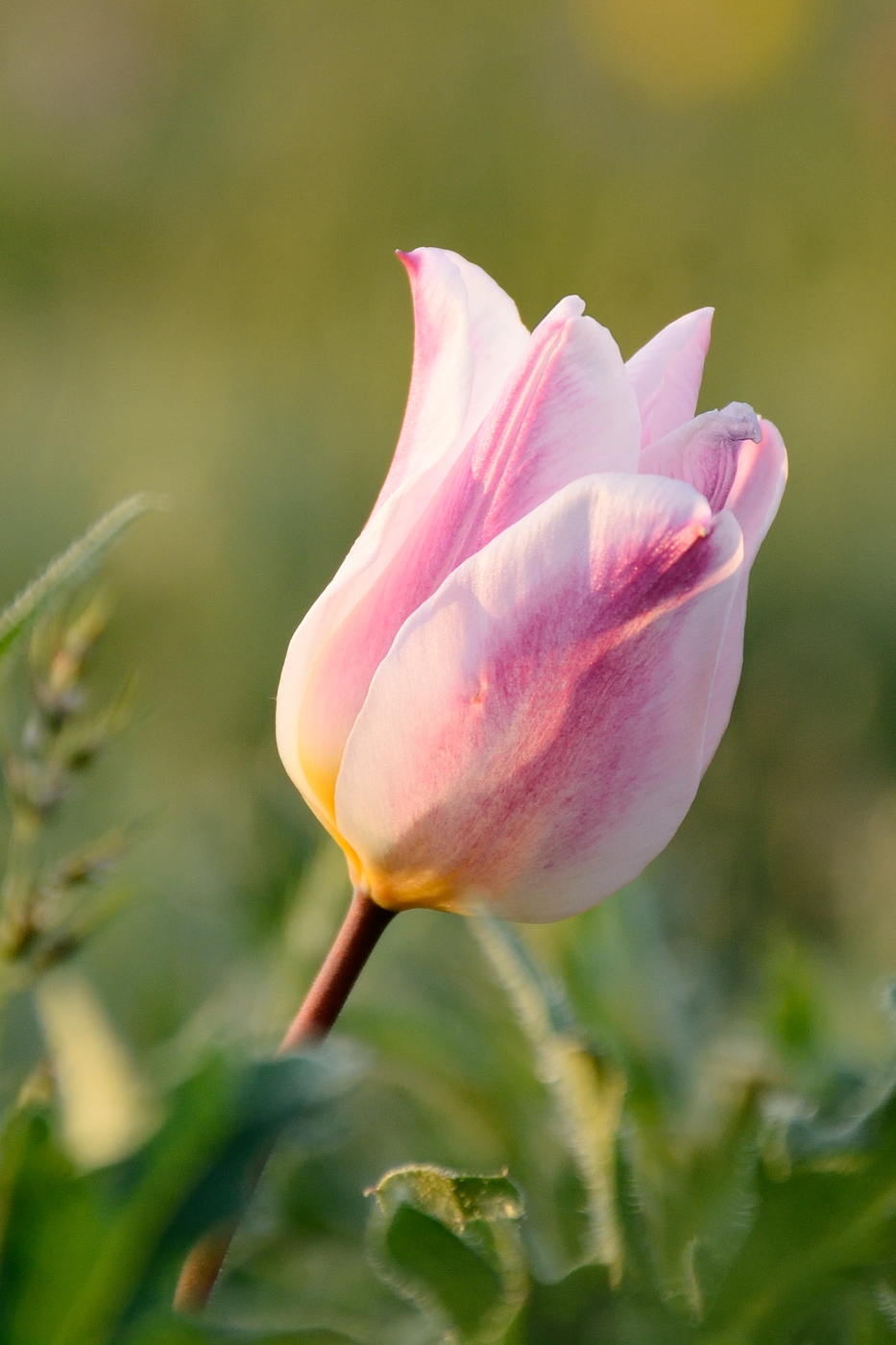 Image of Tulipa suaveolens specimen.