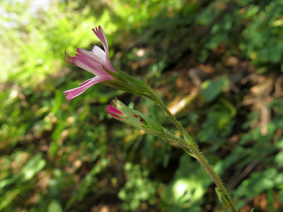 Image of Cicerbita rosea specimen.