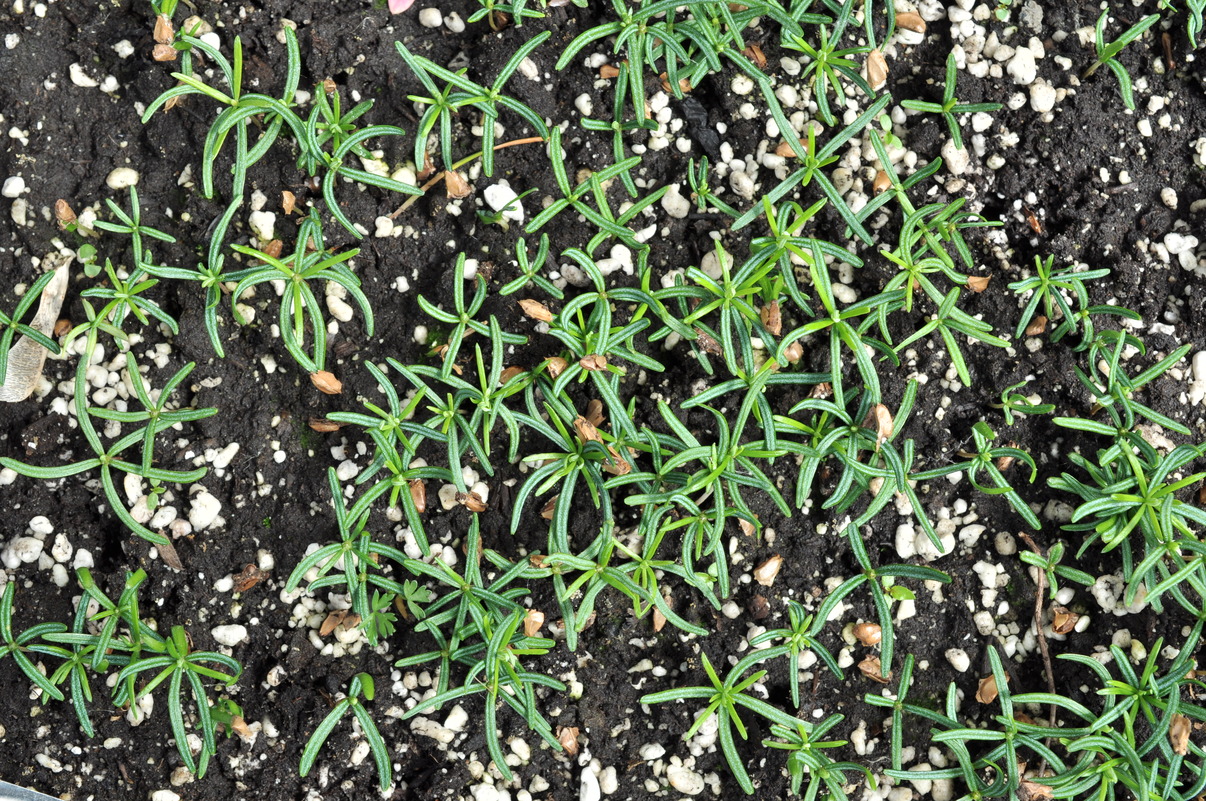 Image of Abies sibirica specimen.