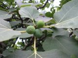 Ficus carica. Ветвь с незрелыми соплодиями. Абхазия, Гудаутский р-н, г. Новый Афон. 15 июля 2008 г.