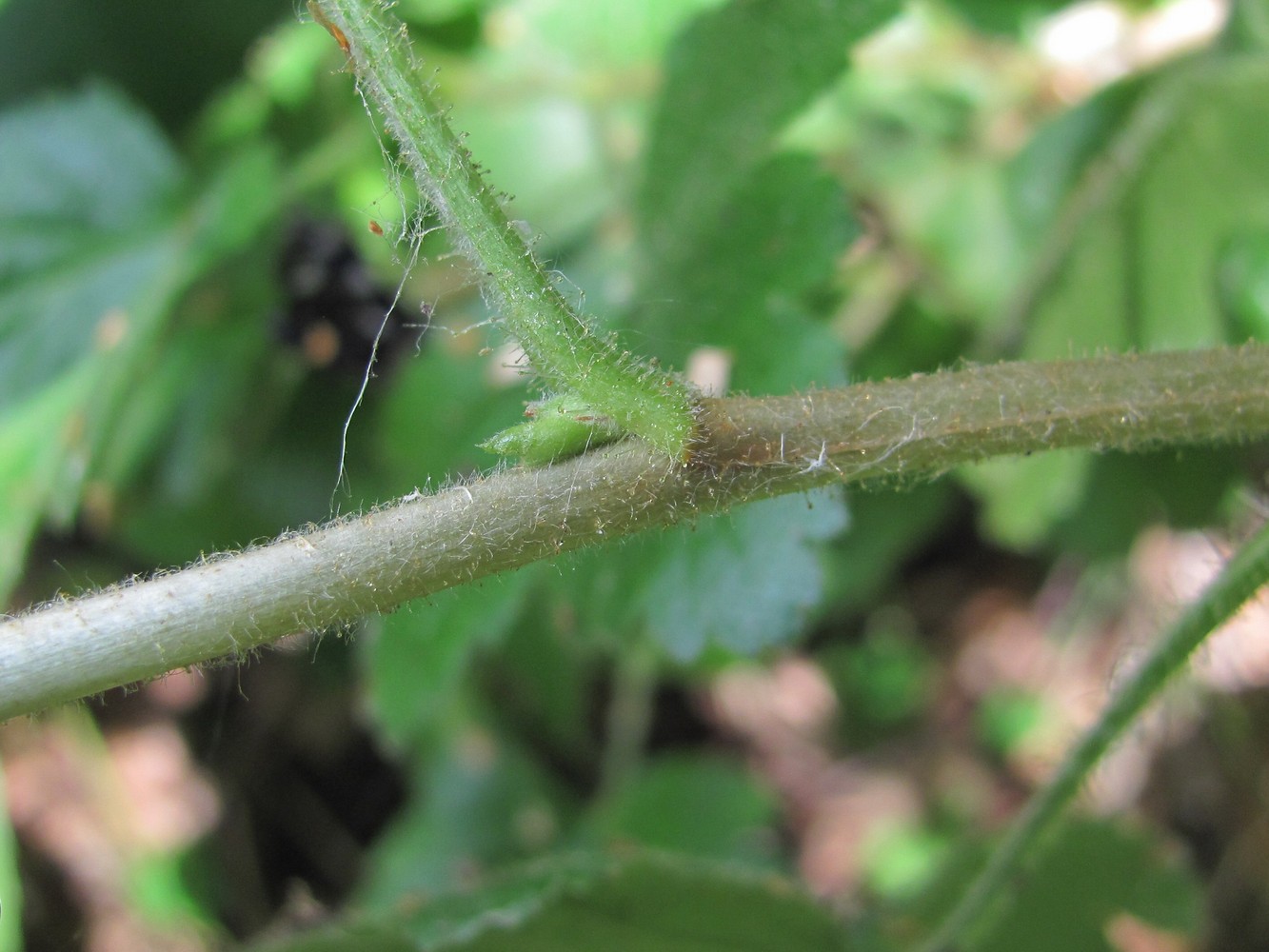 Image of Ribes orientale specimen.