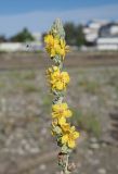 Verbascum gnaphalodes