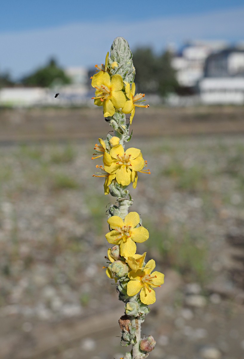 Изображение особи Verbascum gnaphalodes.