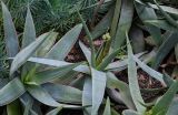 Aloe striata