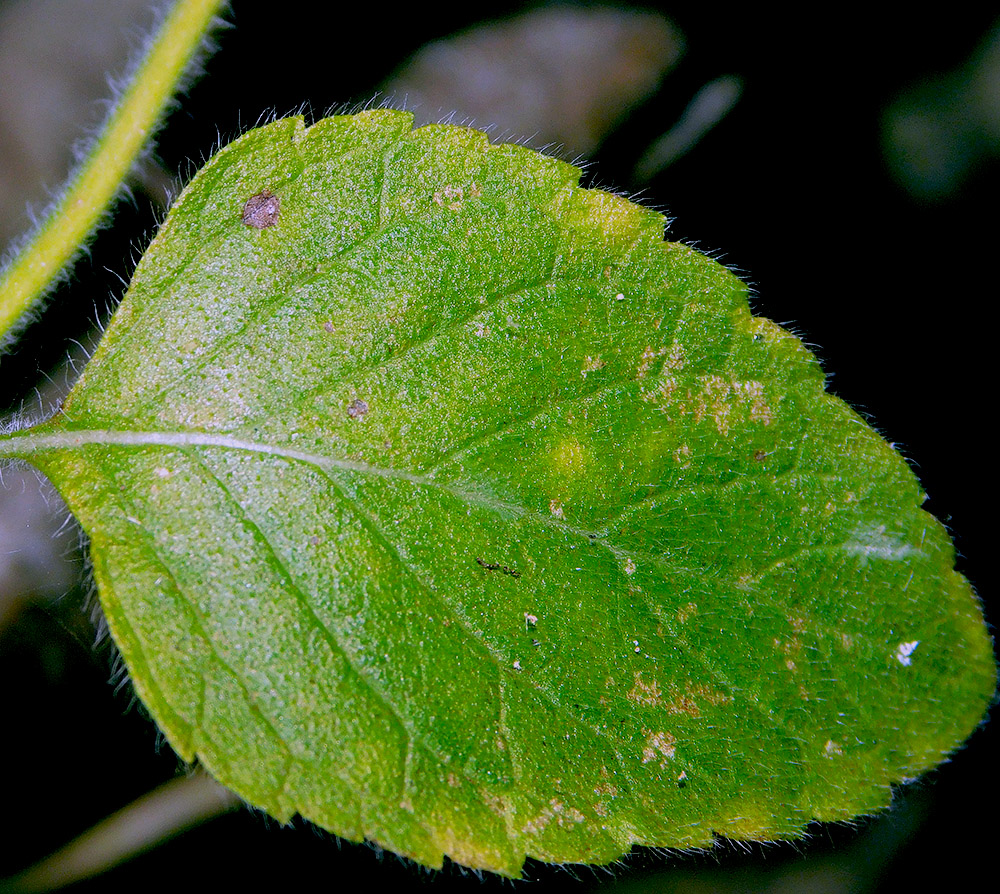 Image of Clinopodium nepeta specimen.