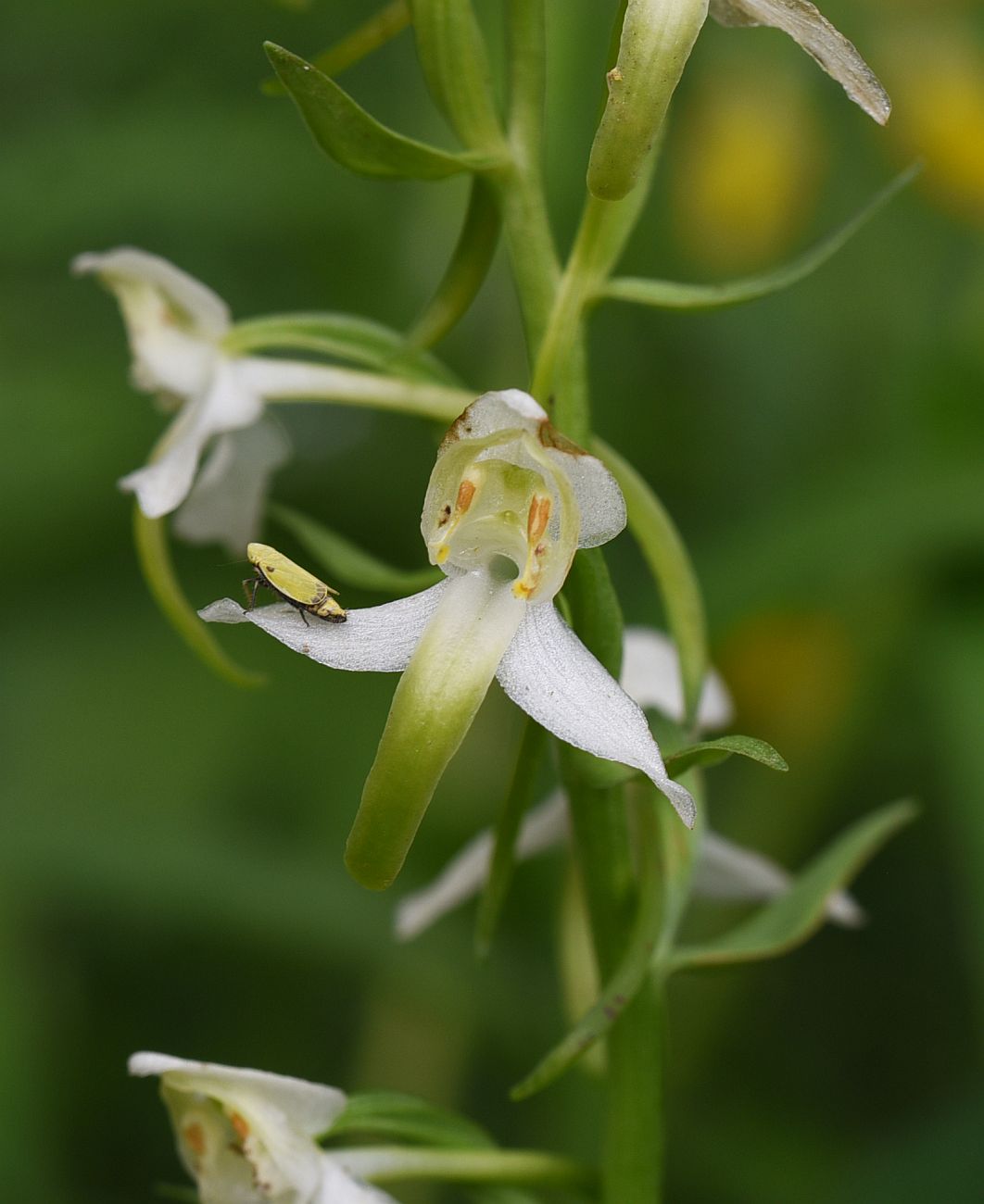Изображение особи Platanthera chlorantha.