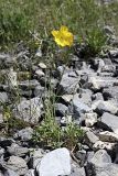 Papaver croceum. Плодоносящее растение. Южный Казахстан, Таласский Алатау, ущелье Коксай, высота 2700 м н.у.м.
