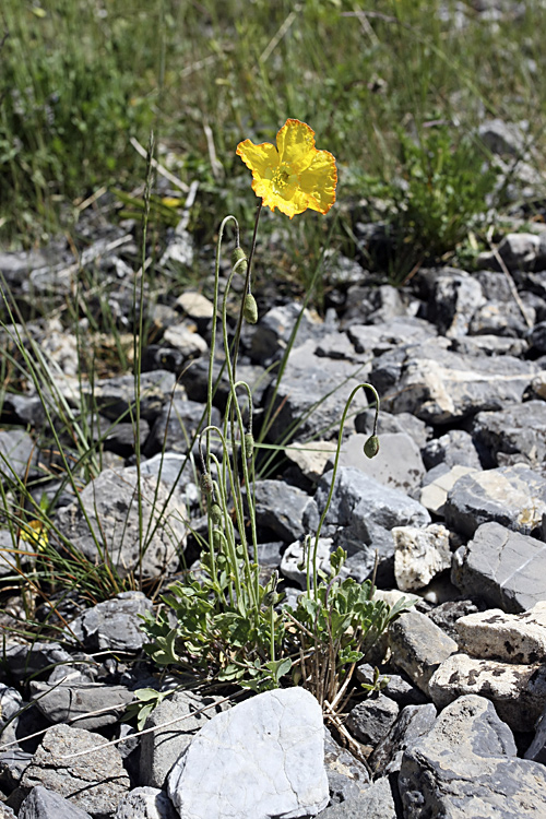 Image of Papaver croceum specimen.