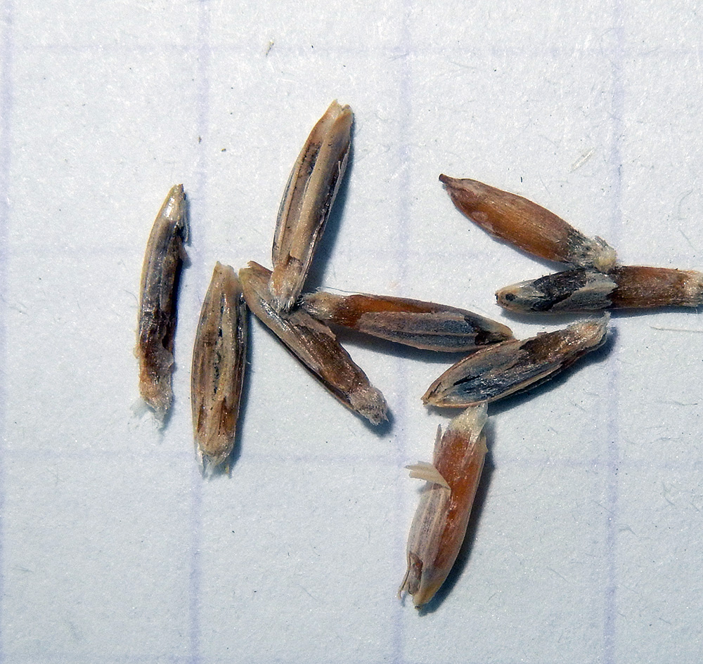 Image of Agropyron pinifolium specimen.