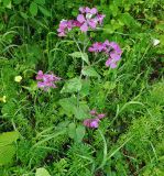 Lunaria annua