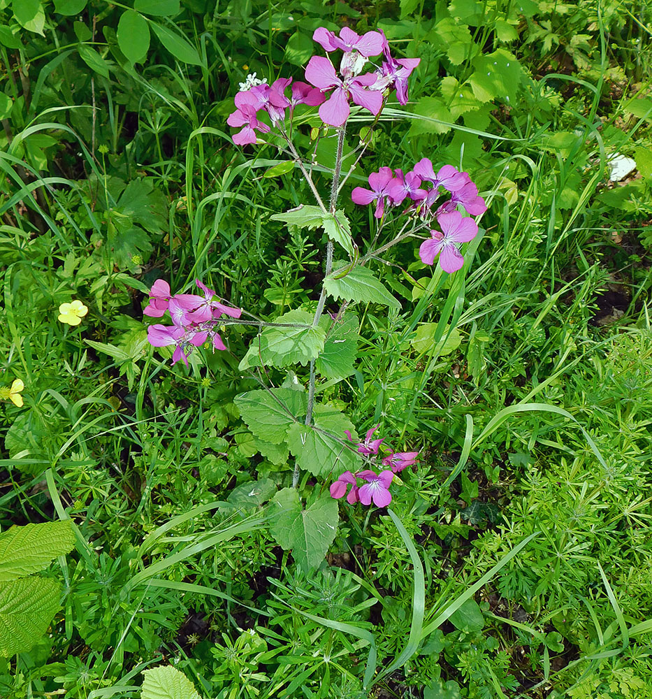 Изображение особи Lunaria annua.