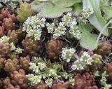 Scleranthus perennis подвид polycnemoides. Верхушки побегов с соцветиями в окружении побегов Sedum album (красноватые суккулентные листья) и др. растений. Испания, автономное сообщество Каталония, провинция Жирона, комарка Рипольес, муниципалитет Мольо, плато в окр. горного приюта les Saleres de Caderget (1720 м н.у.м), скальный выход на субальпийском лугу. 28.05.2023.