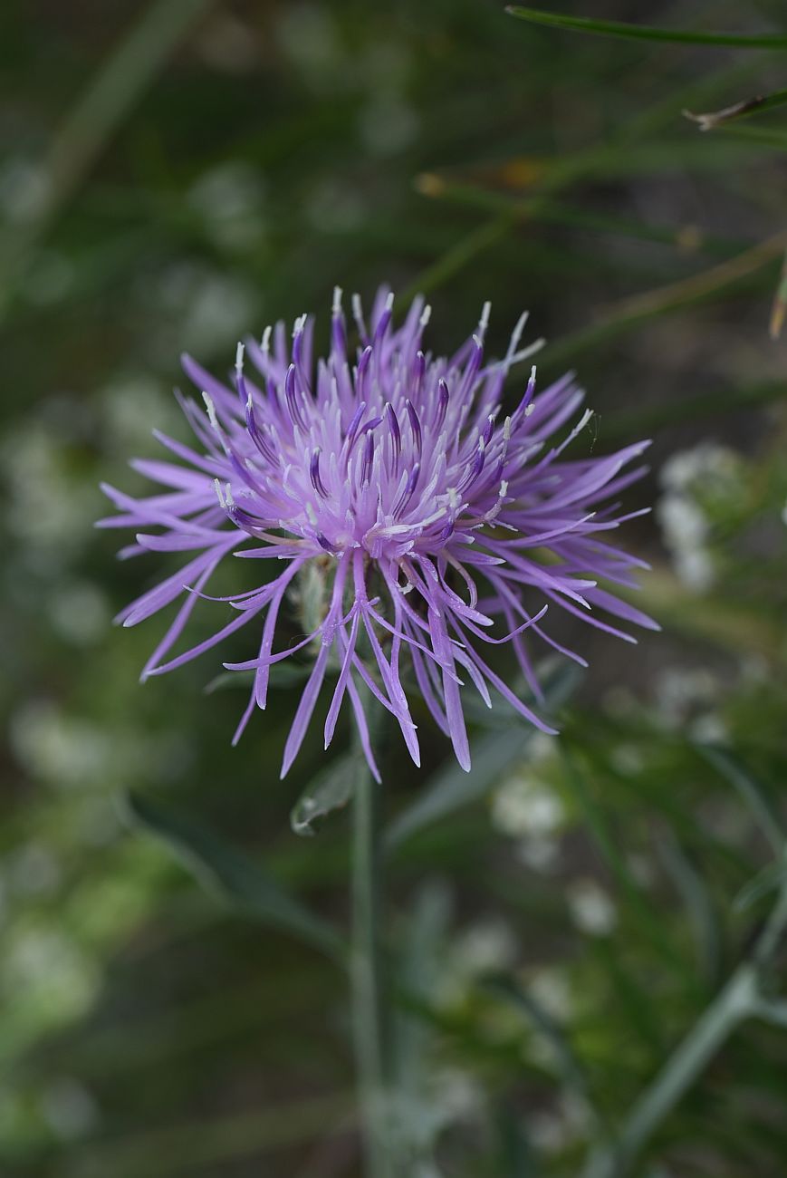 Изображение особи род Centaurea.