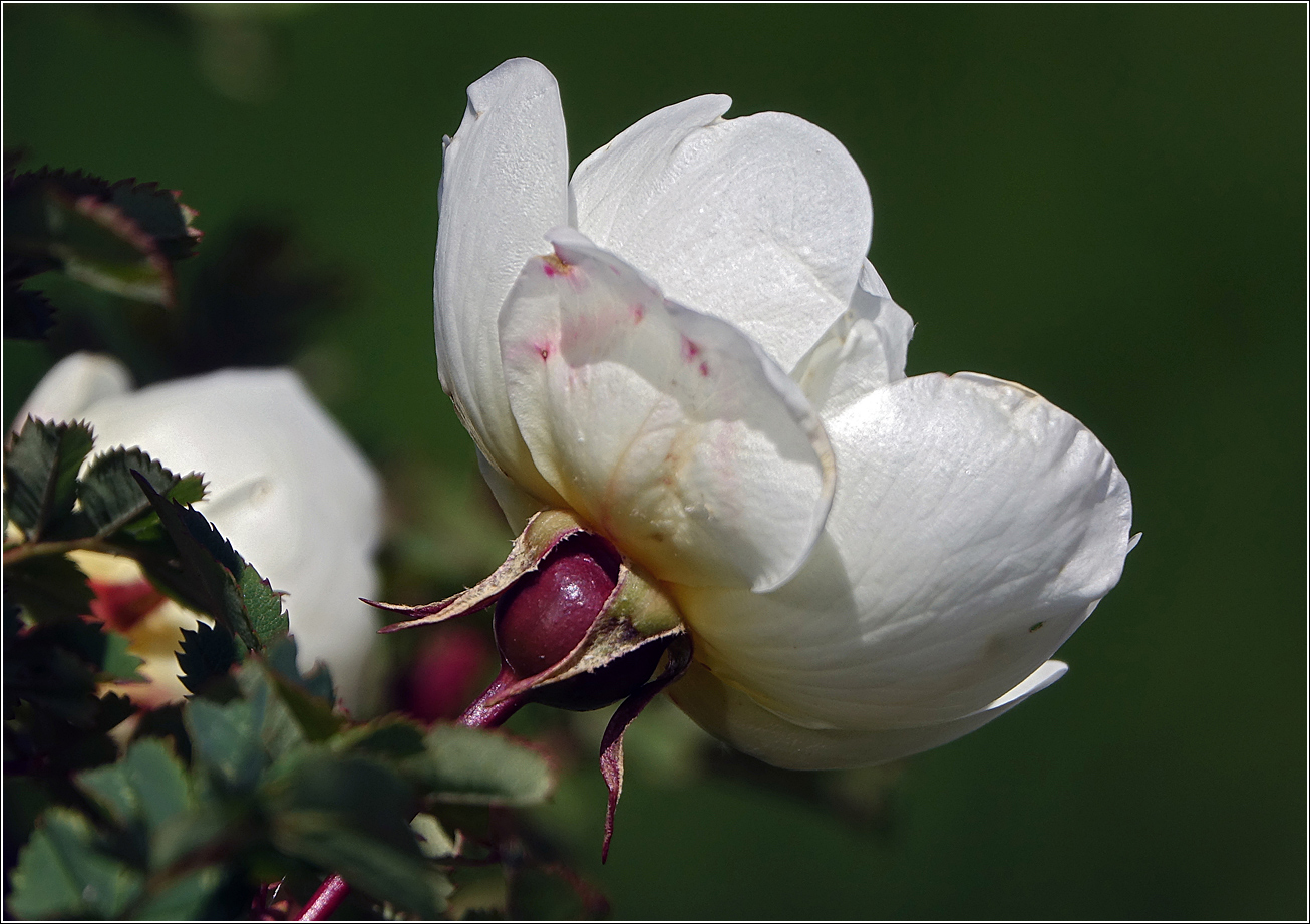 Изображение особи Rosa spinosissima.