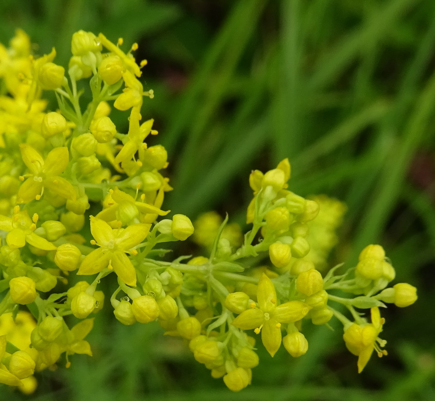 Изображение особи Galium verum.