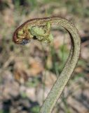 Pteridium pinetorum. Верхушка разворачивающейся вайи с сидящим пауком-прыгуном. Пермский край, Кунгурский р-н, окр. дер. Дейково, окр. ур. Греховская гора, сосновый бор. 21.05.2023.