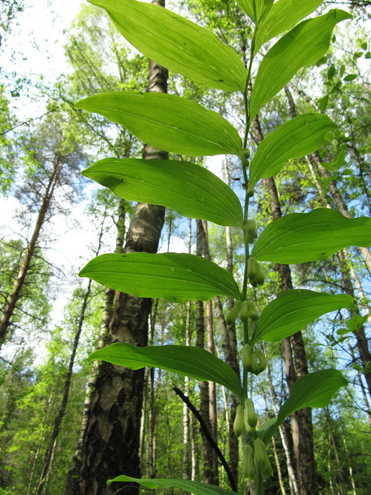 Image of Polygonatum multiflorum specimen.