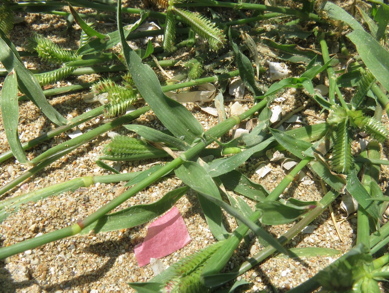 Image of Dactyloctenium aegyptium specimen.