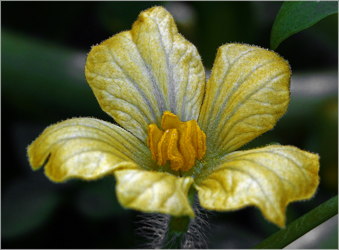 Изображение особи Citrullus lanatus.