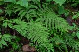 Athyrium monomachii