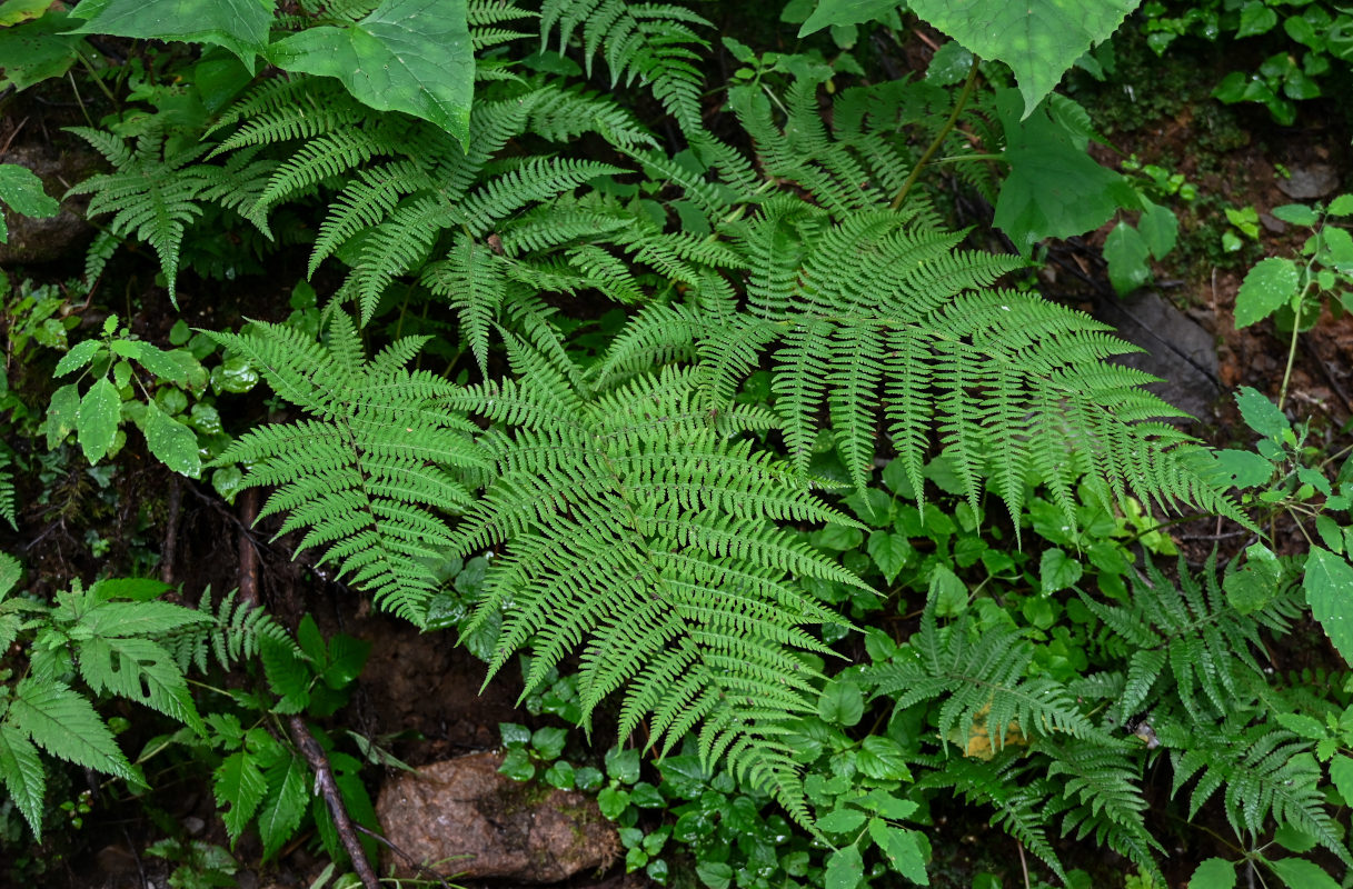 Image of Athyrium monomachii specimen.