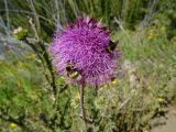 genus Carduus