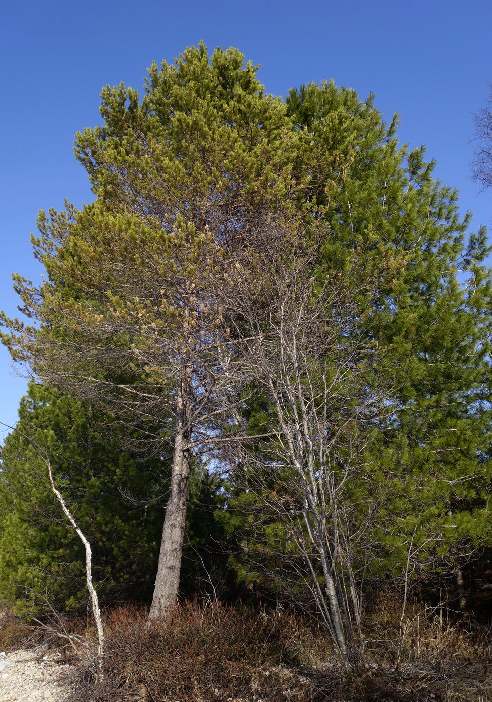 Изображение особи Pinus sylvestris.