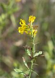 семейство Fabaceae. Верхушка побега с цветками и незрелыми плодами. Нижегородская обл., Володарский р-н, окр. пос. Дубки; берег р. Ока, высокотравный луг. 15.09.2023.