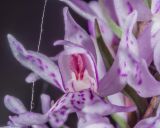 Dactylorhiza maculata. Цветок. Ленинградская обл., заказник \"Сестрорецкое болото\", кромка болотного массива. 08.07.2023.