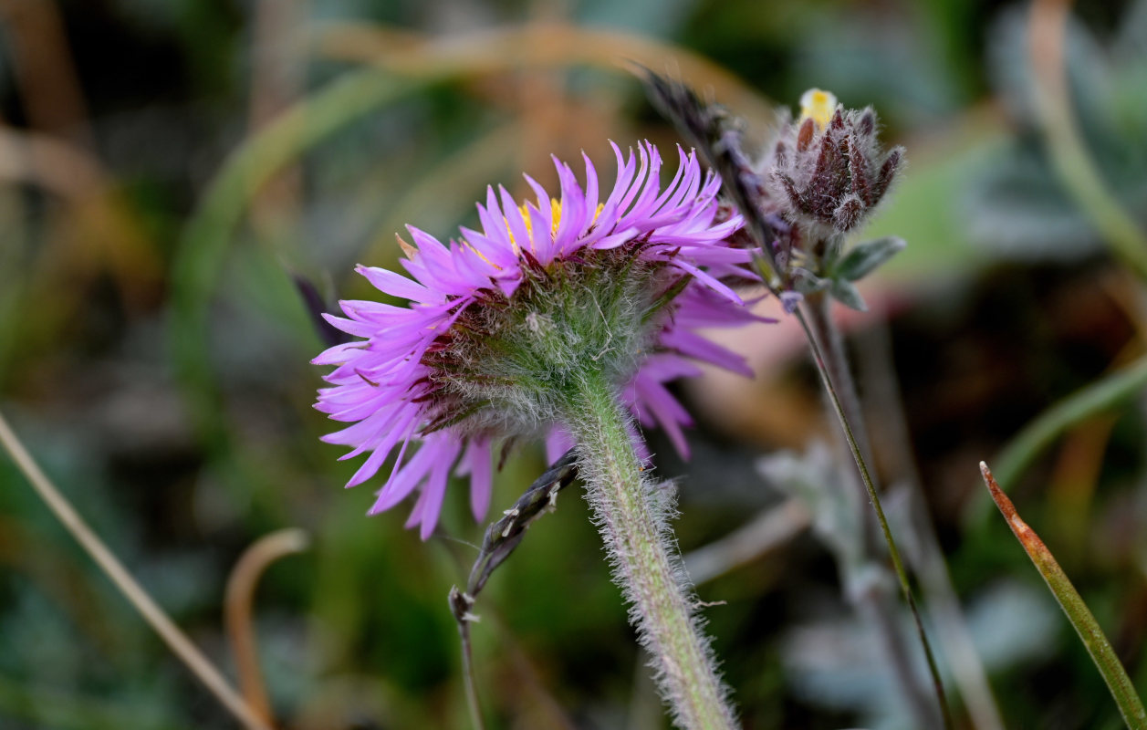 Изображение особи Erigeron allochrous.