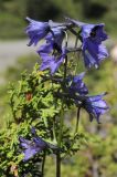 Delphinium oreophilum