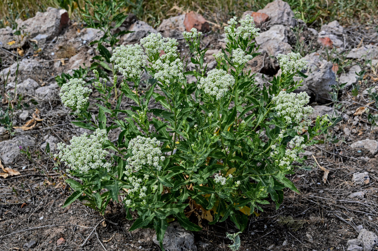 Image of Cardaria draba specimen.