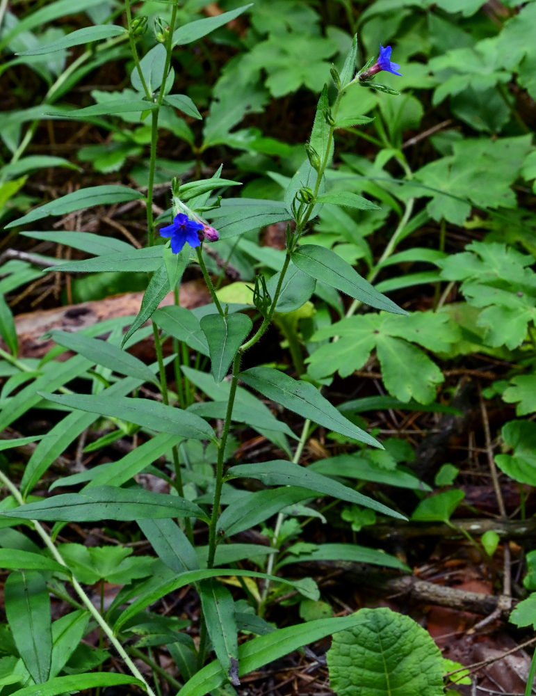 Image of Aegonychon purpureocaeruleum specimen.