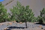 genus Populus. Взрослое дерево. Таджикистан, Фанские горы, верховья р. Чапдара, ≈ 2800 м н.у.м., каменистый склон. 31.07.2017.