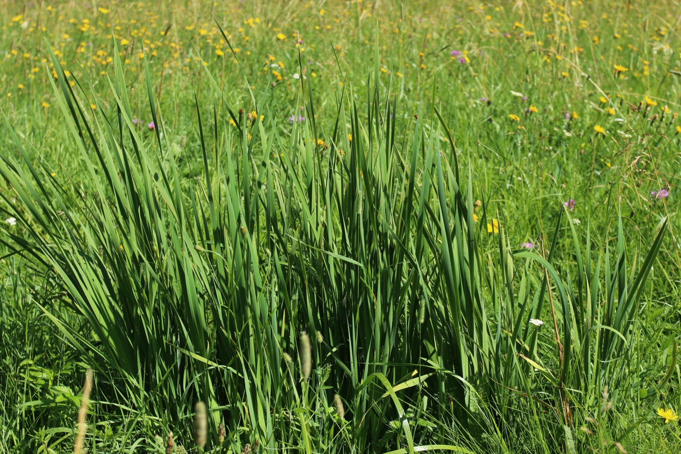 Image of Iris sibirica specimen.