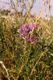 Astragalus varius