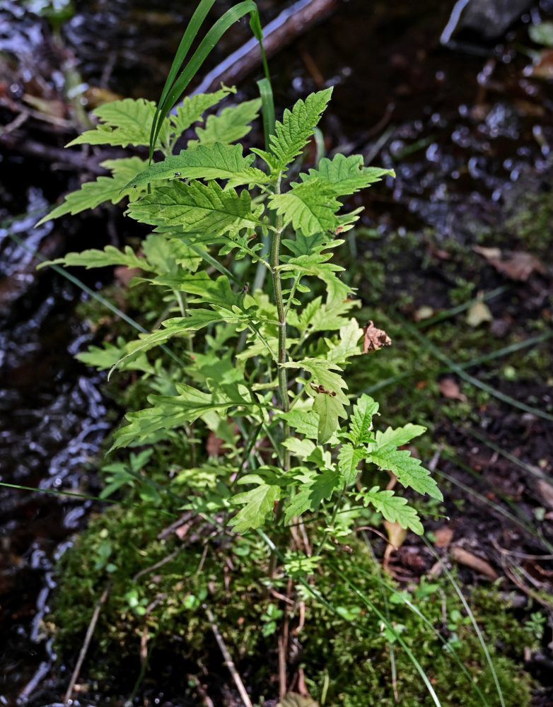 Изображение особи Lycopus europaeus.