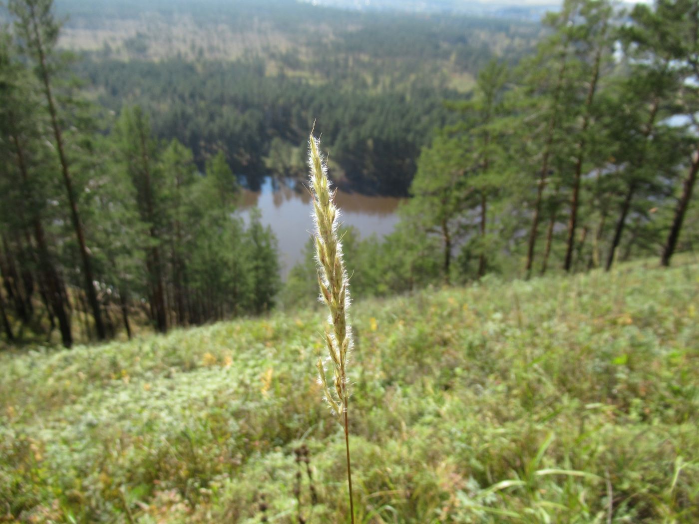 Изображение особи Spodiopogon sibiricus.